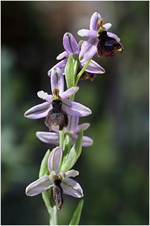 Ophrys balearica