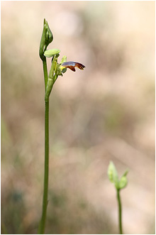 Ophrys fusca