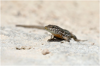 Podarcis pityusensis