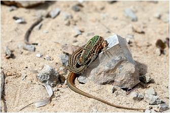 Podarcis pityusensis