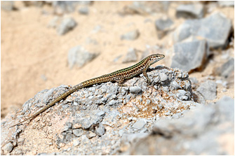 Podarcis pityusensis