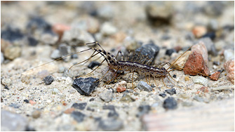 Scutigera coleoptrata