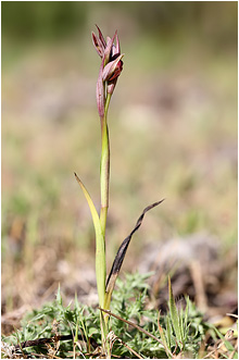 Serapias parviflora