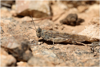 Sphingonotus rubescens