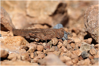 Sphingonotus rubescens