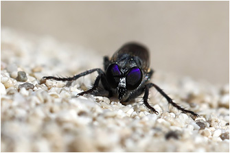 Stichopogon schineri