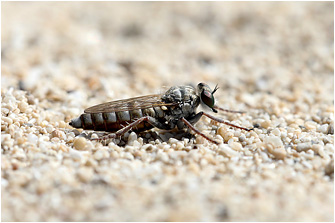 Stichopogon schineri