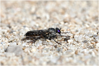 Stichopogon schineri