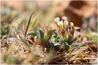 Tripodion tetraphyllum