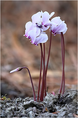 Cyclamen hederifolium