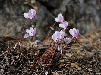 Cyclamen hederifolium