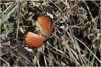 Danaus chrysippus