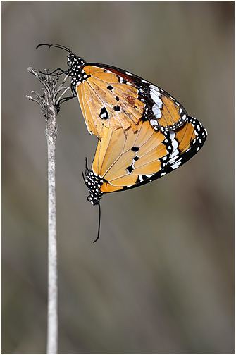 Danaus chrysippus