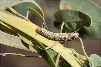 Danaus chrysippus