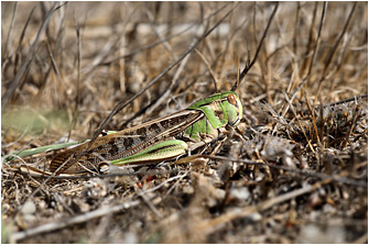 Locusta migratoria