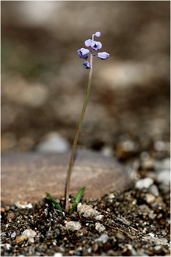 Muscari parviflorum