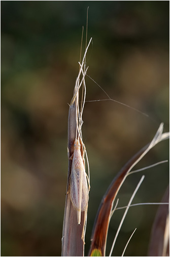 Oecanthus dulcisonans