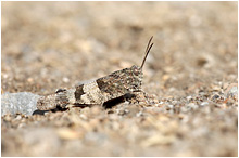 Oedipoda caerulescens