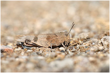 Oedipoda caerulescens