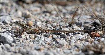 Ophisops elegans macrodactylus
