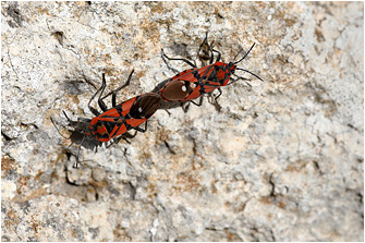 Spilostethus pandurus