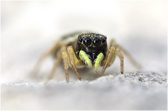 H.  fulgens