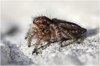 Mogrus neglectus