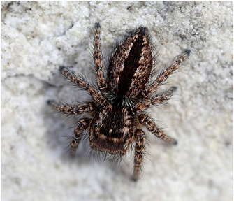 Mogrus neglectus