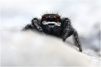 Pellenes tripunctatus