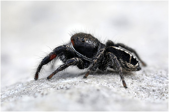 Pellenes tripunctatus