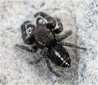 Pellenes tripunctatus