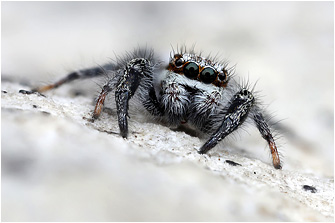 P.  vankeeri