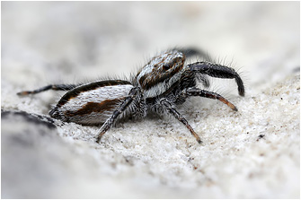P.  vankeeri