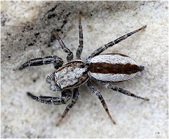 P.  vankeeri