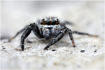 P.  vankeeri