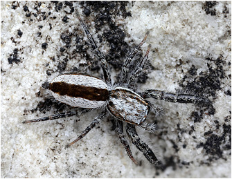 P.  vankeeri
