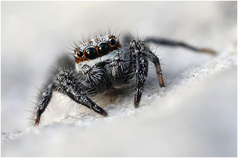 P.  vankeeri