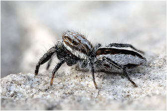 P.  vankeeri