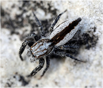 P.  vankeeri