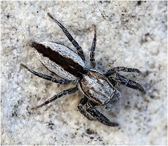 P.  vankeeri