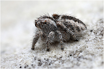Pseudomogrus squamifer