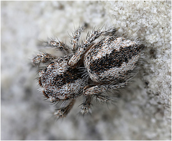 Pseudomogrus squamifer
