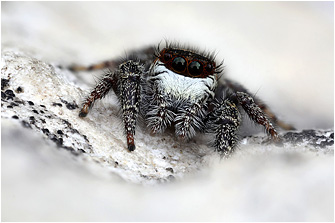 M.  diligens