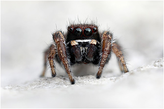 Pellenes maderianus