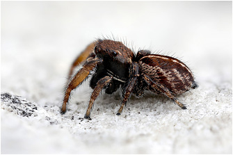 Pellenes maderianus