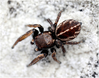 Pellenes maderianus