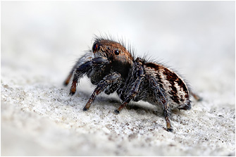 Pellenes maderianus