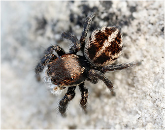 Pellenes maderianus