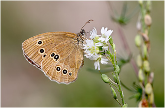 Aphantopus hyperantus