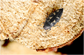 Buprestis novemmaculata